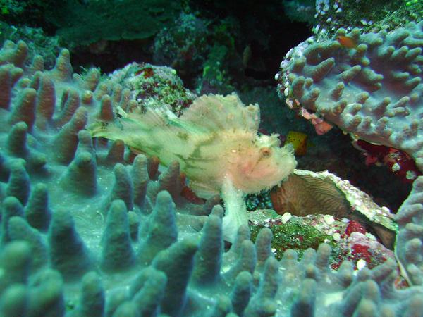 Scorpionfish - Leaf Scorpionfish