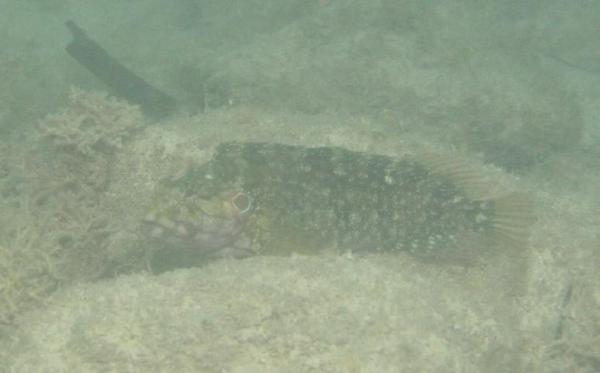 Blennies - Hairy Blenny