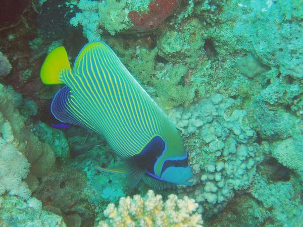 Angelfish - Emperor Angelfish