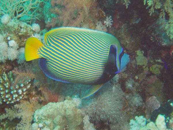 Angelfish - Emperor Angelfish