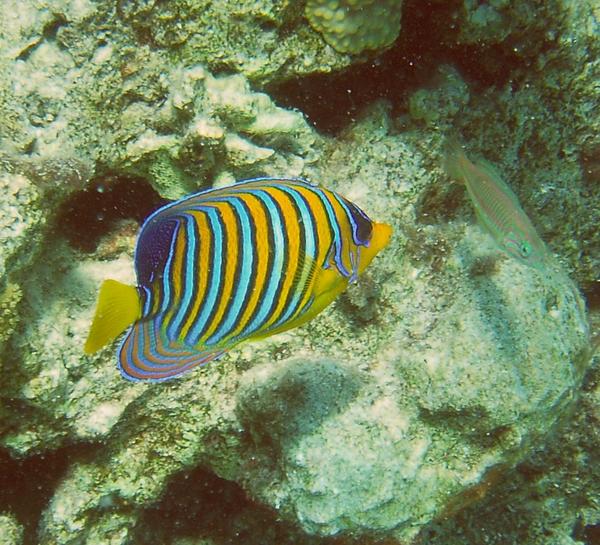 Angelfish - Royal Angelfish