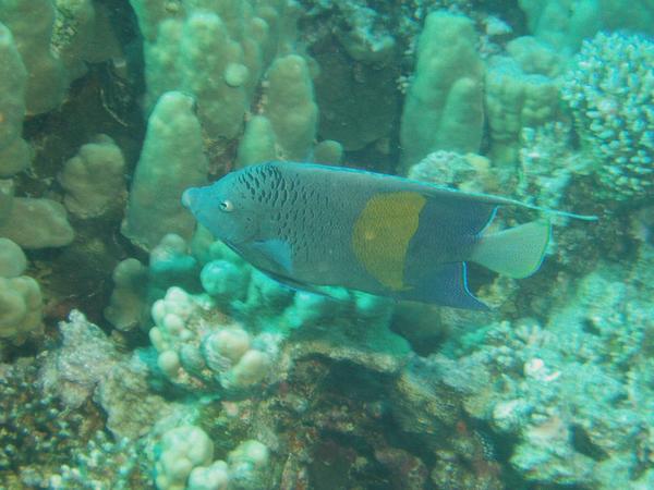 Angelfish - Yellowbar Angelfish