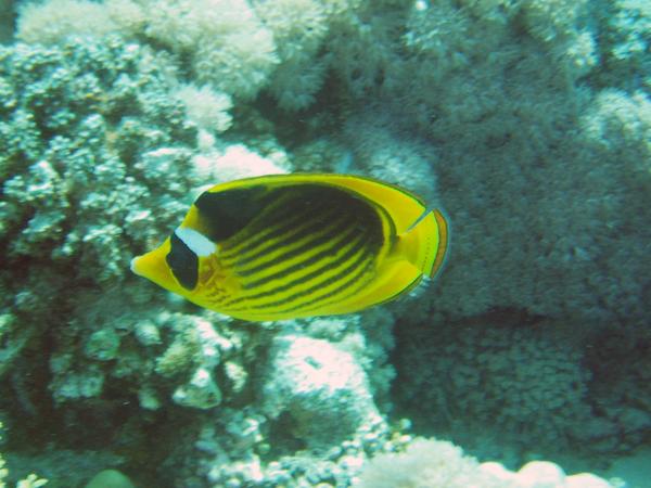 Butterflyfish - Striped Butterflyfish