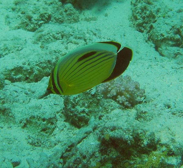 Butterflyfish - Exquisite Butterflyfish