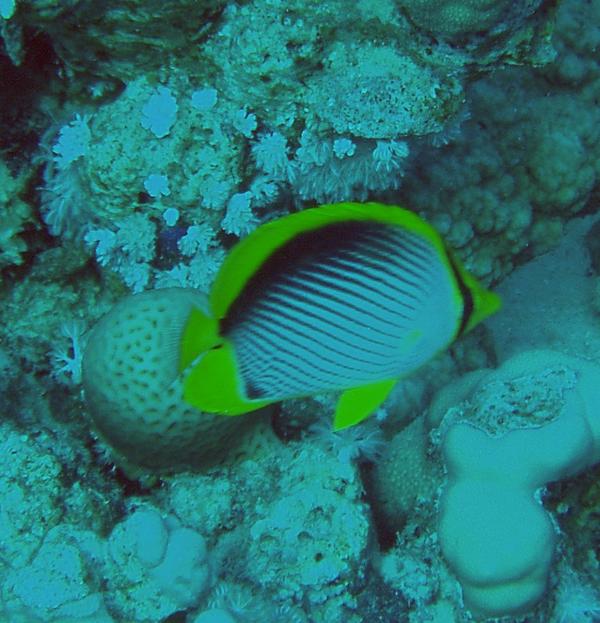 Butterflyfish - Black Backed Butterflyfish