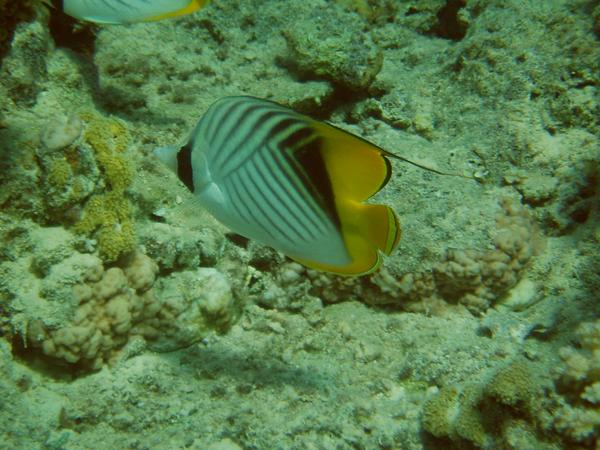 Butterflyfish - Threadfin Butterflyfish