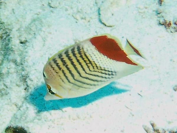 Butterflyfish - Crown Butterflyfish