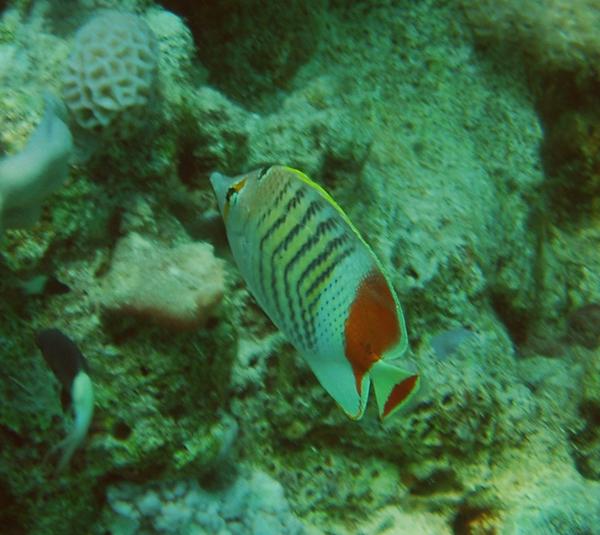 Crown Butterflyfish