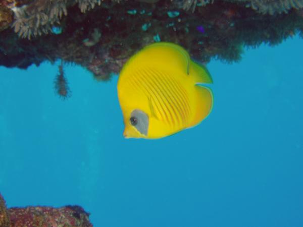 Butterflyfish - Masked Butterflyfish