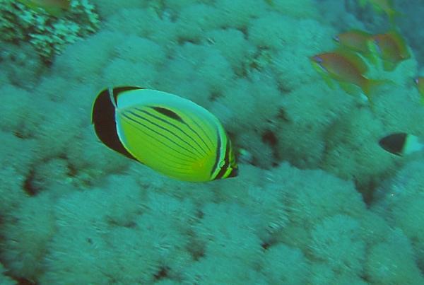 Butterflyfish - Exquisite Butterflyfish