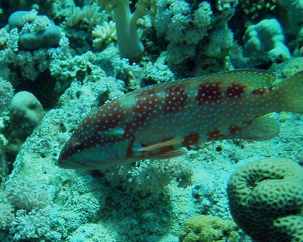 Groupers - Coral Grouper