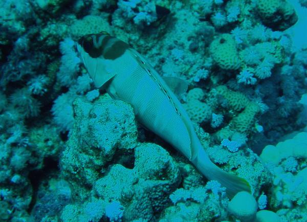 Groupers - Blacktip Grouper