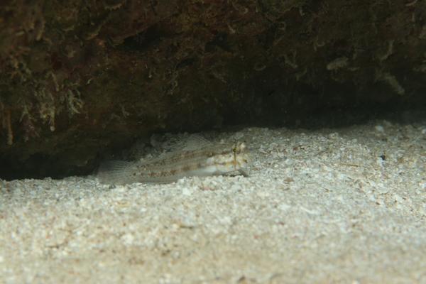 Gobies - Goldspot Goby