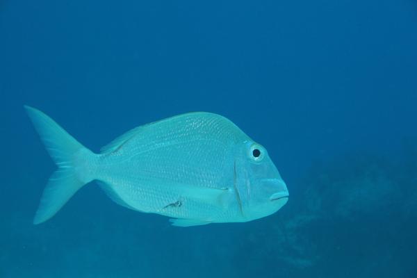 Porgies - Jolthead Porgy