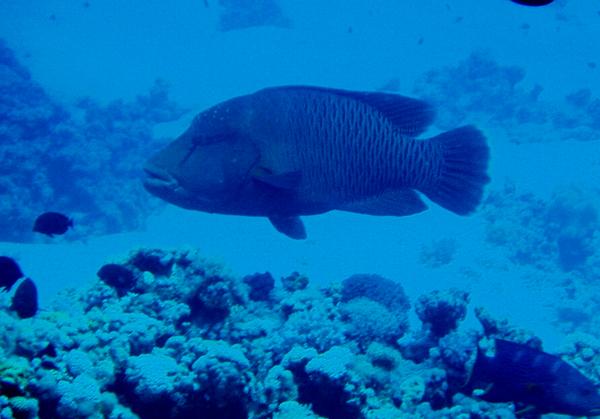 Wrasse - Humphead Wrasse