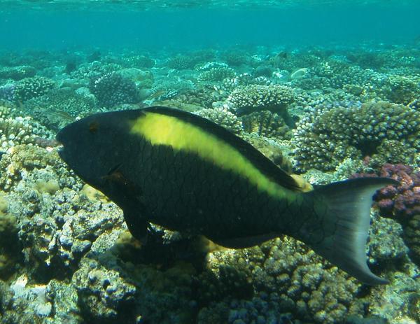 Parrotfish - Bicolour Parrotfish