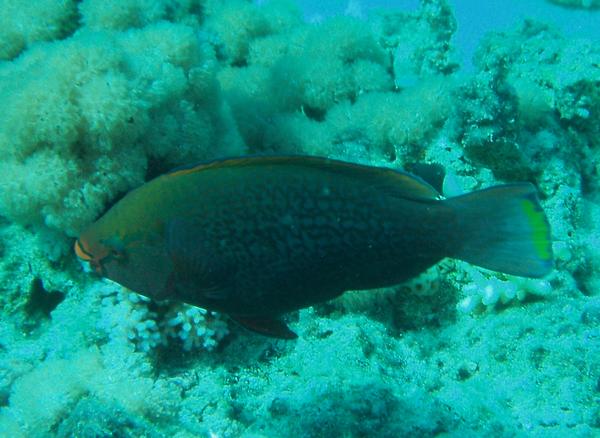 Parrotfish - Swarthy Parrotfish