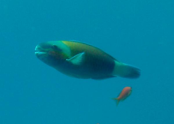 Parrotfish - Bullethead parrotfish Parrotfish - Bullethead parrotfish