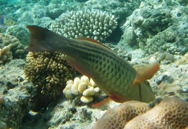 Parrotfish - Bridled Parrotfish