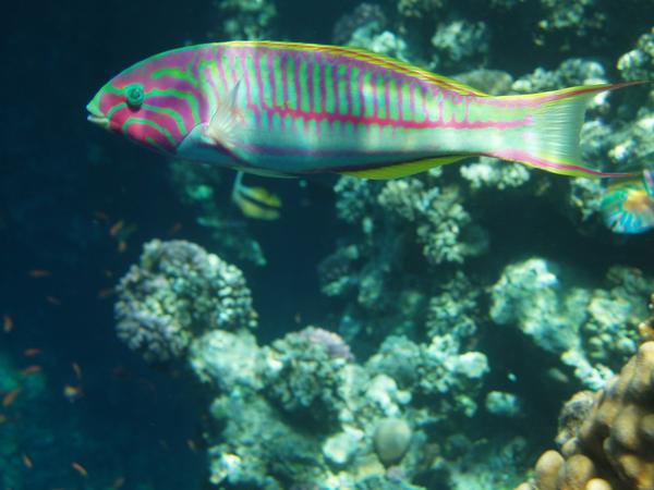 Wrasse - Klunzingers Wrasse