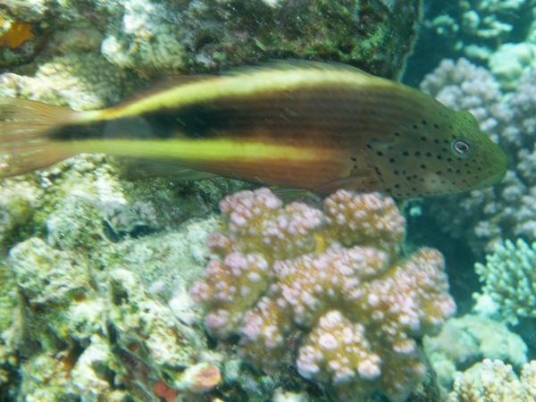 Hawkfish - Blackside Hawkfish