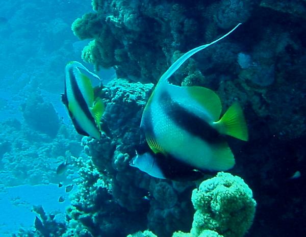 Butterflyfish - Red Sea Bannerfish