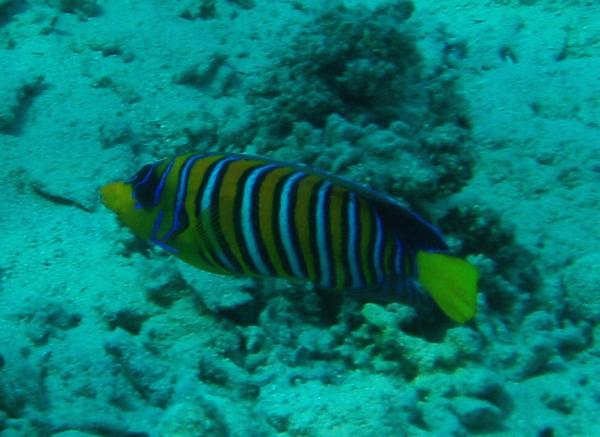 Angelfish - Royal Angelfish