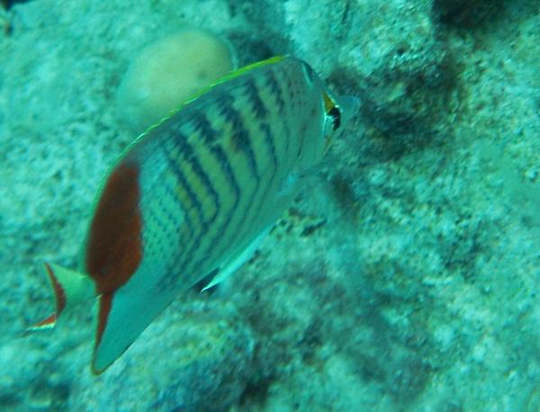 Butterflyfish - Crown Butterflyfish