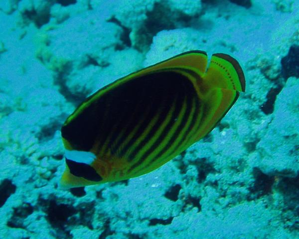 Butterflyfish - Striped Butterflyfish