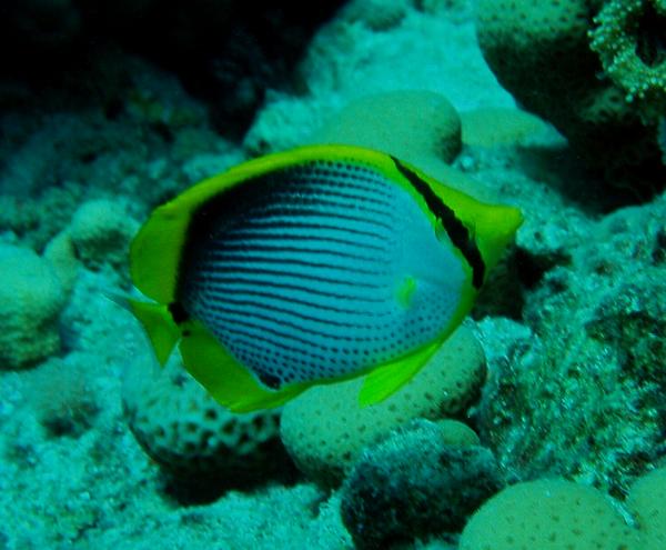 Butterflyfish - Black Backed Butterflyfish