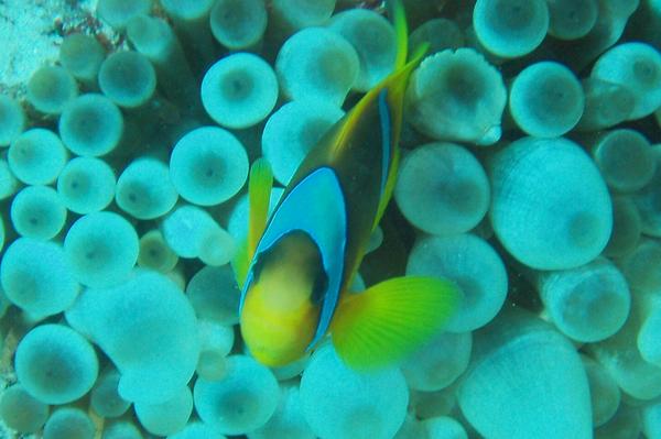 Damselfish - Red Sea Anemonefish