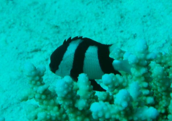 Damselfish - Banded Damselfish