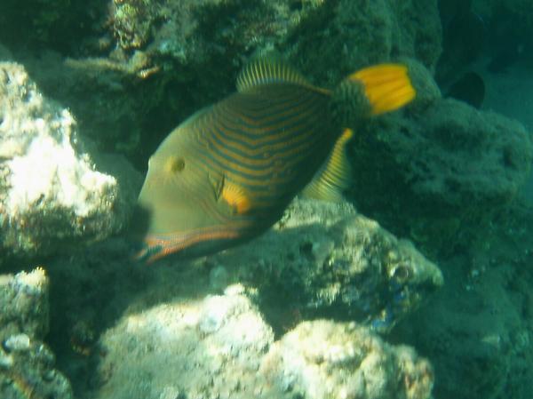 Triggerfish - Orange-striped Triggerfish