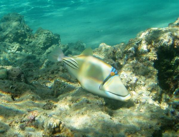 Triggerfish - Arabian Picasso Triggerfish