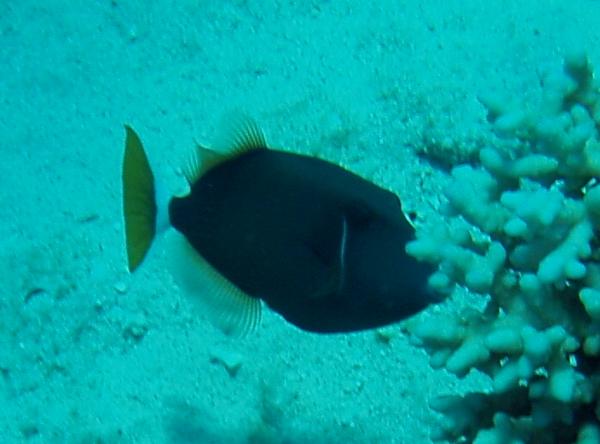 Triggerfish - Bluethroat Triggerfish