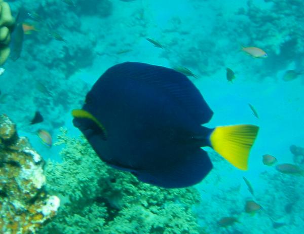 Surgeonfish - Yellowtail Surgeonfish