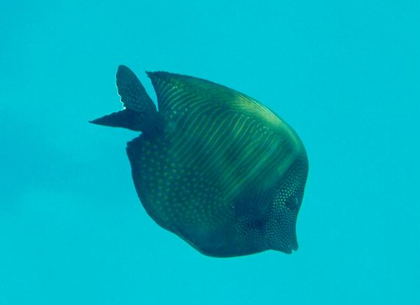 Surgeonfish - Desjardini Sailfin Tang