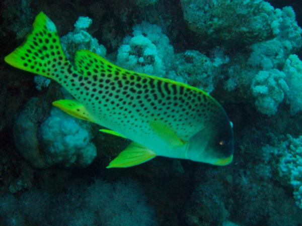 Grunts - Blackspotted Sweetlips