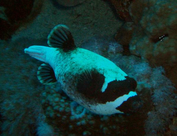 Pufferfish - Masked Puffer