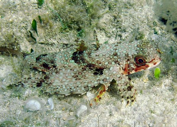 Flying Gurnard - Flying Gurnard