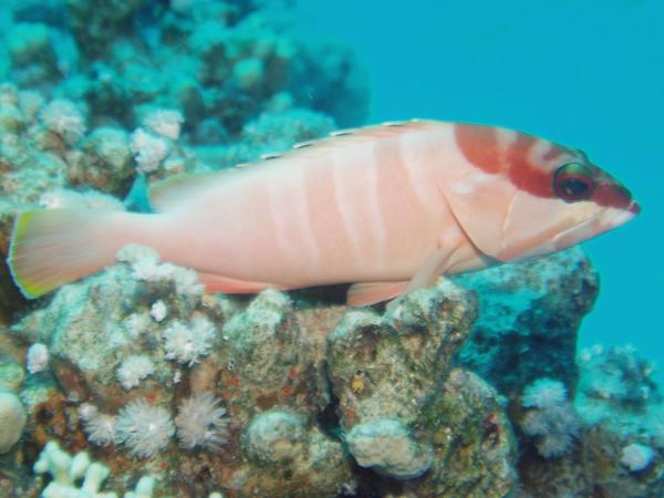 Groupers - Blacktip Grouper