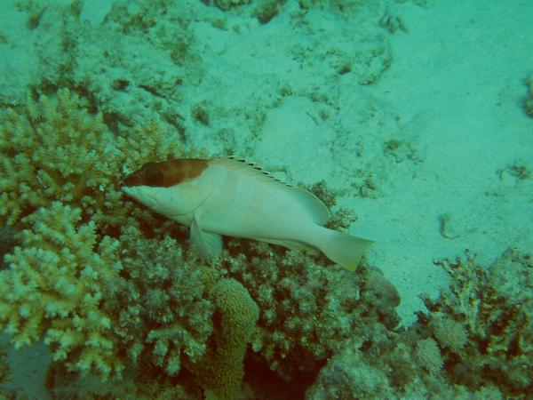 Groupers - Blacktip Grouper