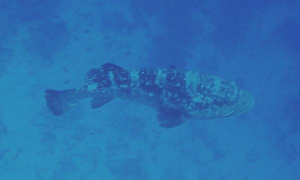 Groupers - Brown Marbled Grouper