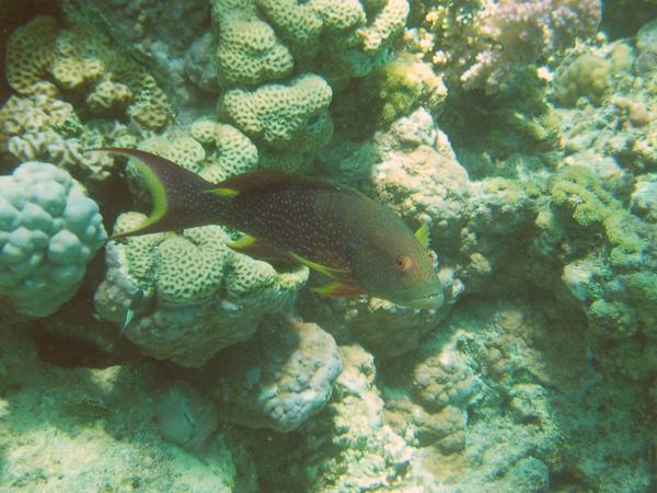 Groupers - Lunartail Grouper