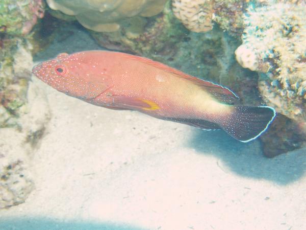 Groupers - Half-spotted Grouper