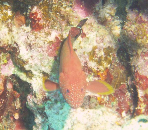 Groupers - Half-spotted Grouper