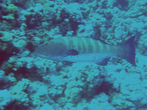 Groupers - Red Sea Coral Grouper