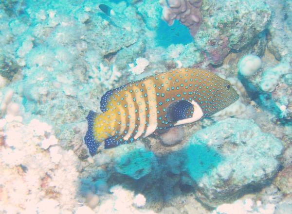 Groupers - Peacock Grouper