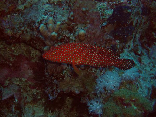 Groupers - Coral Grouper