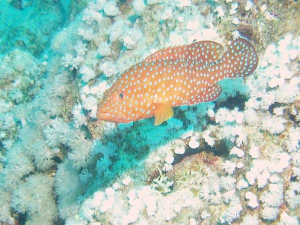 Groupers - Coral Grouper